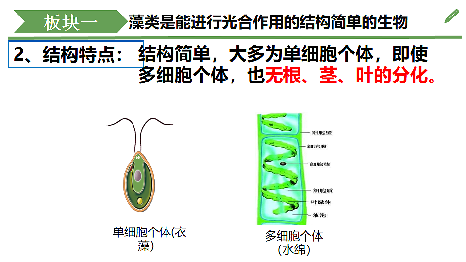 初中 生物 济南版（2024） 七年级上册2.1.1 藻类、苔藓和蕨类植物能用孢子繁殖后代 课件第8页