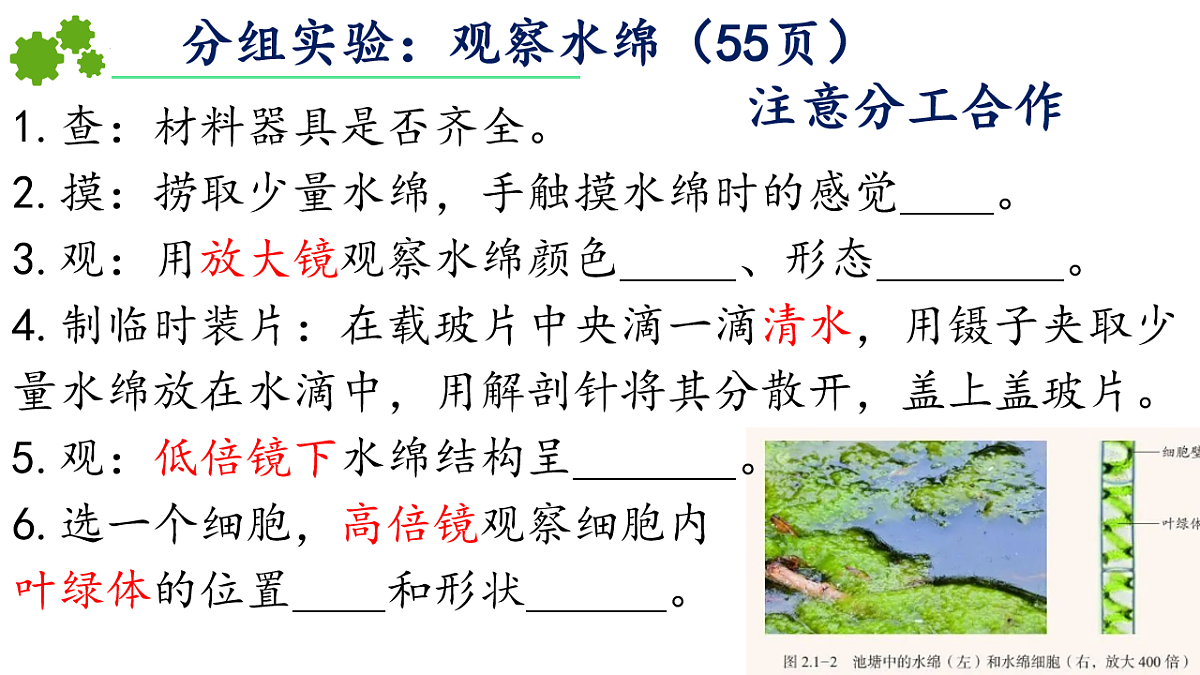 初中 生物 济南版（2024） 七年级上册2.1.1 藻类、苔藓和蕨类植物能用孢子繁殖后代 课件第4页