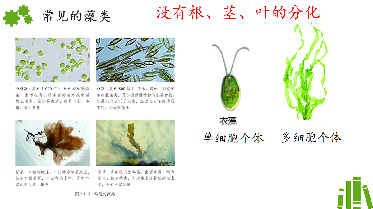初中 生物 济南版（2024） 七年级上册2.1.1 藻类、苔藓和蕨类植物能用孢子繁殖后代 课件第6页