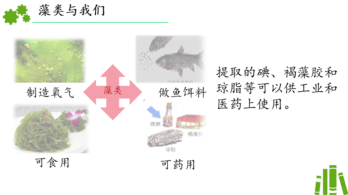 初中 生物 济南版（2024） 七年级上册2.1.1 藻类、苔藓和蕨类植物能用孢子繁殖后代 课件第8页
