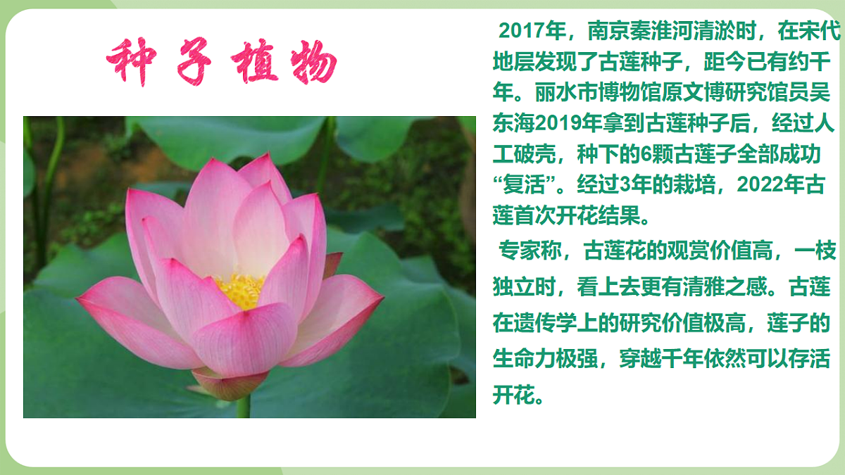 初中 生物 济南版（2024） 七年级上册2.1.2 裸子植物和被子植物能用种子繁殖后代 课件第4页