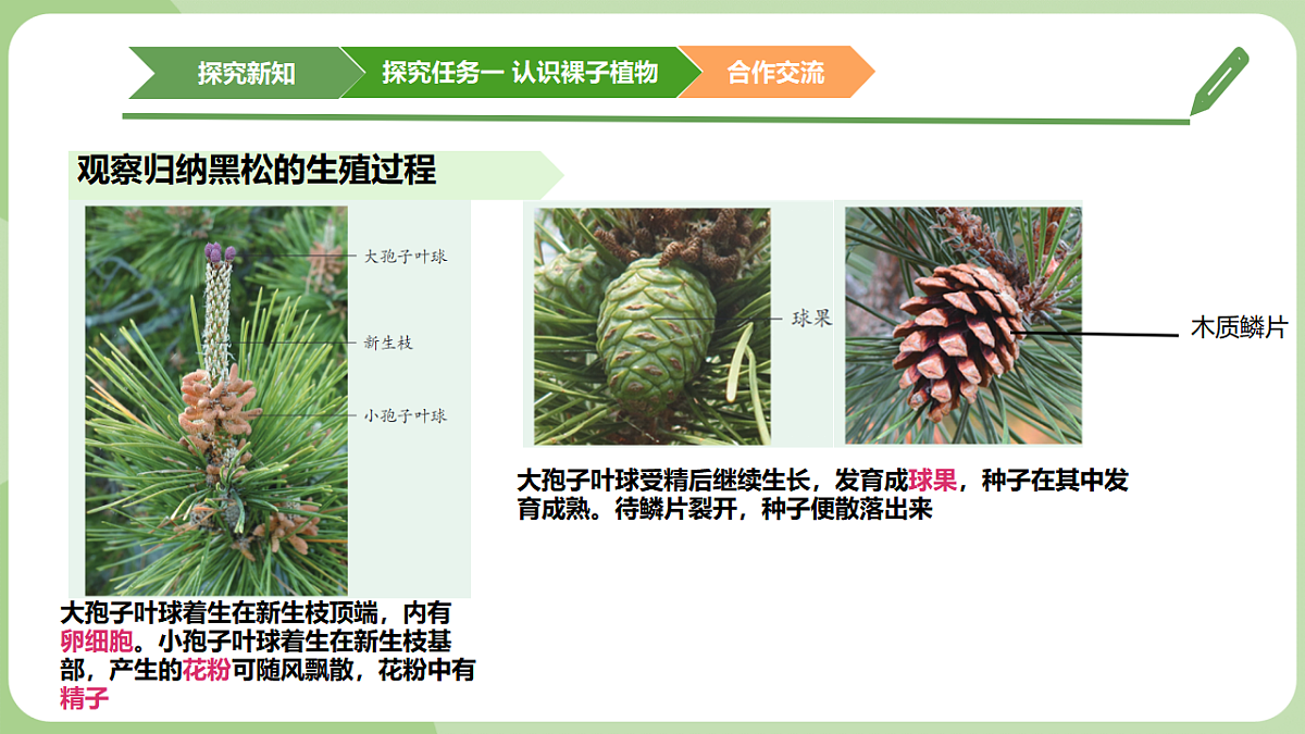 初中 生物 济南版（2024） 七年级上册2.1.2 裸子植物和被子植物能用种子繁殖后代 课件第6页