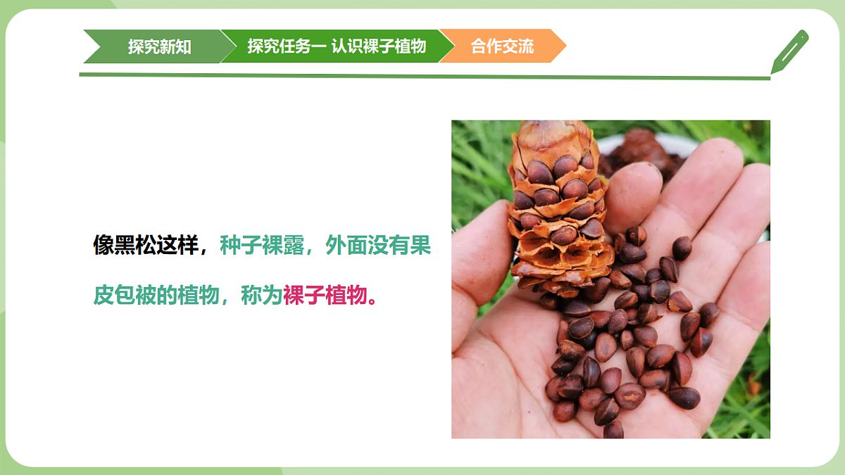 初中 生物 济南版（2024） 七年级上册2.1.2 裸子植物和被子植物能用种子繁殖后代 课件第7页