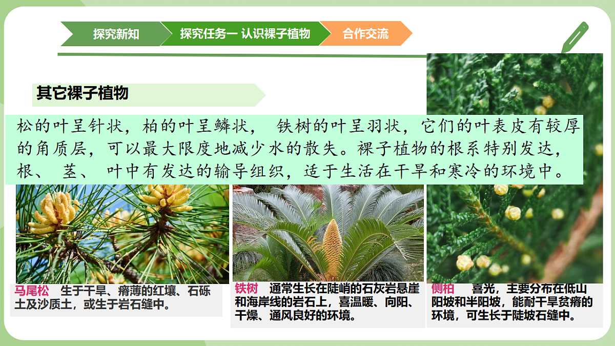 初中 生物 济南版（2024） 七年级上册2.1.2 裸子植物和被子植物能用种子繁殖后代 课件第8页