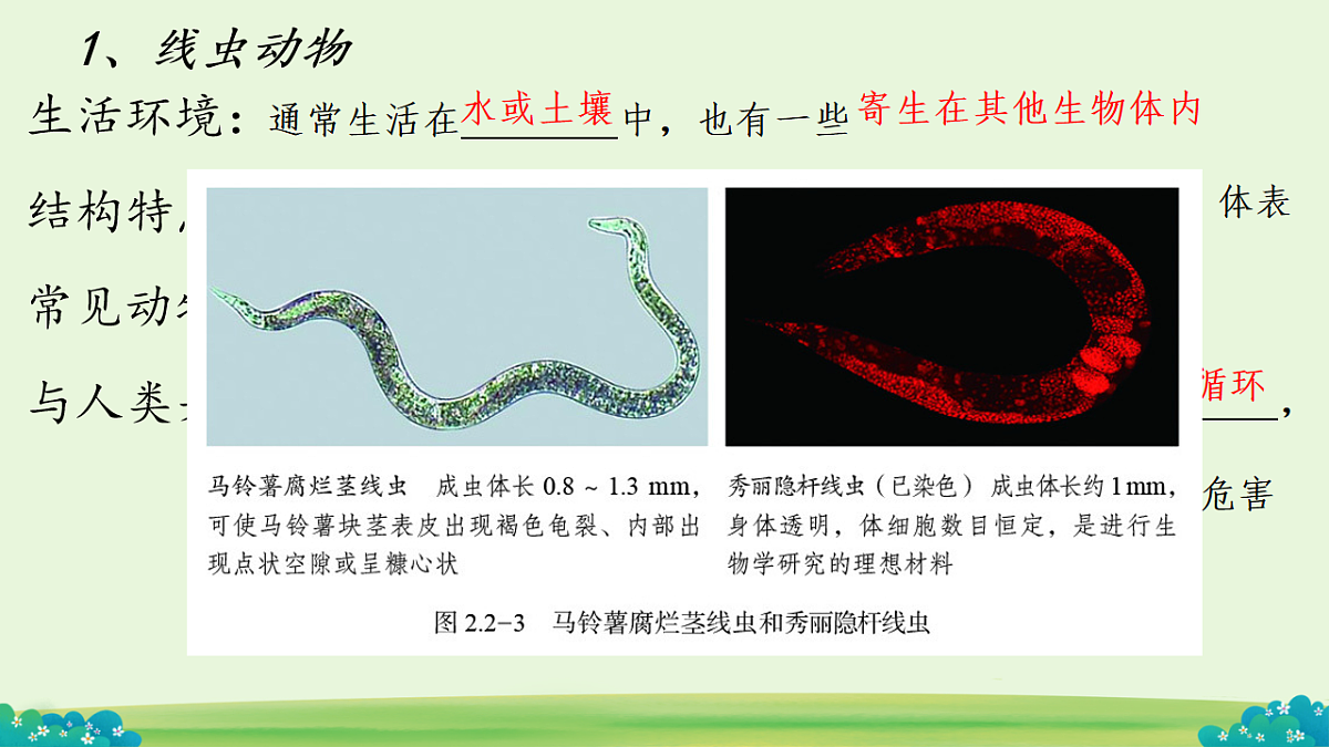 初中 生物 济南版（2024） 七年级上册2.2.1 无脊椎动物体内没有脊柱 课件第4页