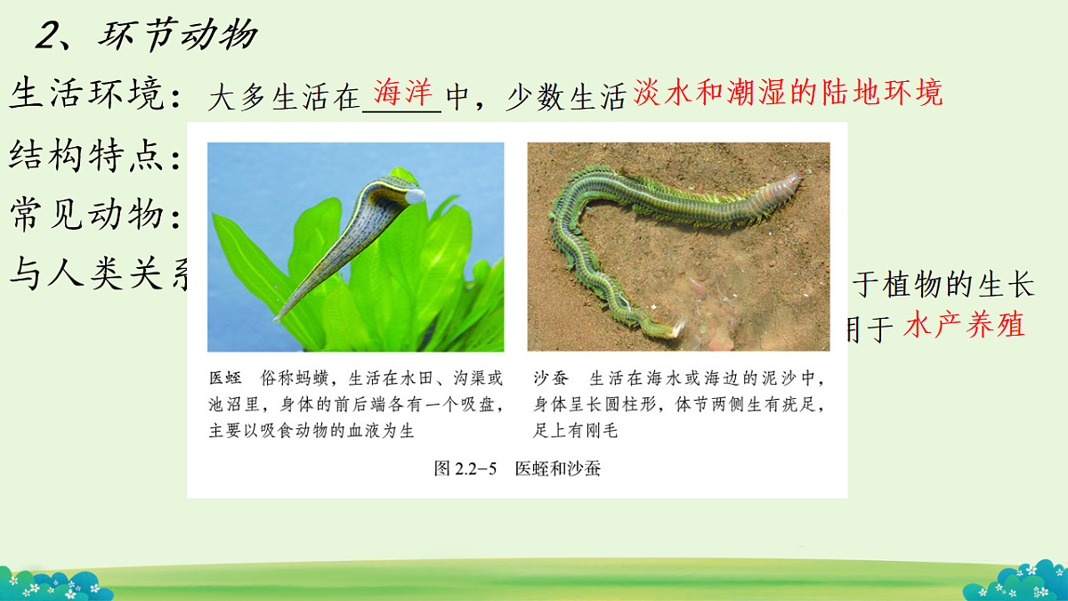 初中 生物 济南版（2024） 七年级上册2.2.1 无脊椎动物体内没有脊柱 课件第6页