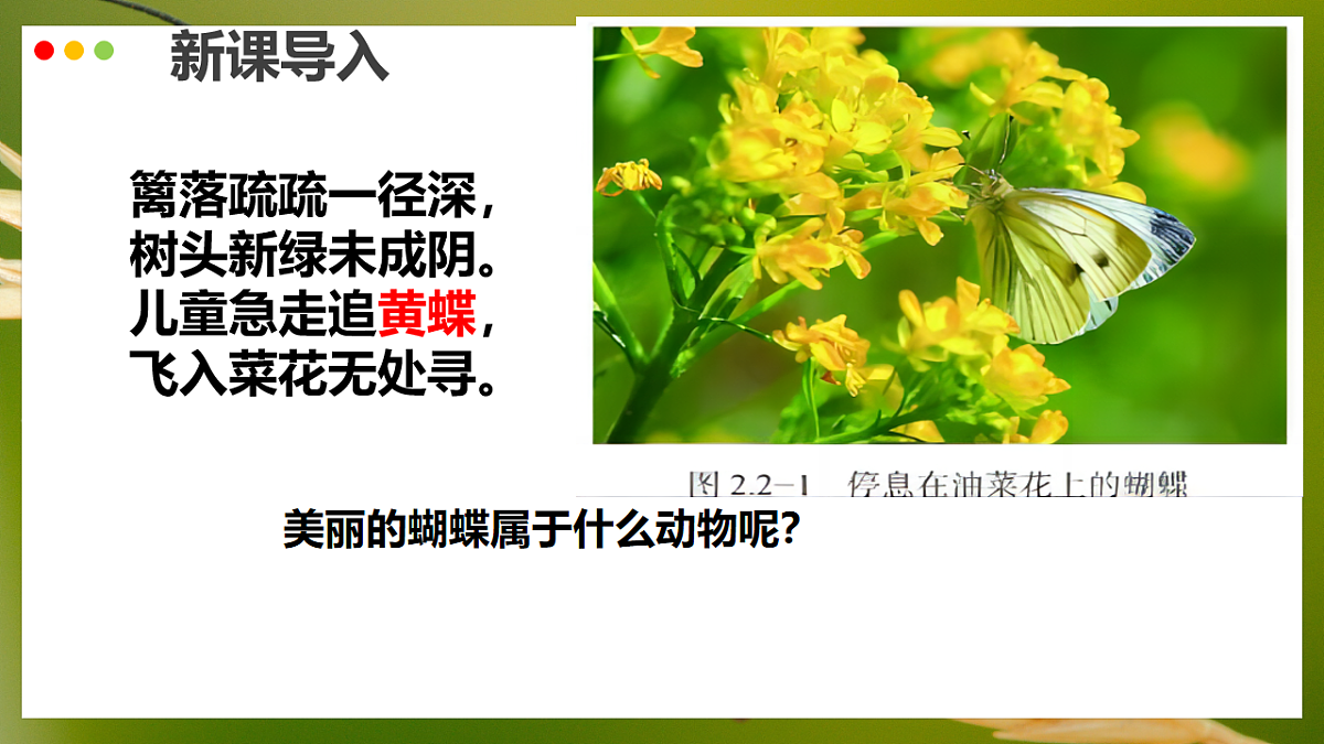 初中 生物 济南版（2024） 七年级上册2.2.1 无脊椎动物体内没有脊柱 课件第1页