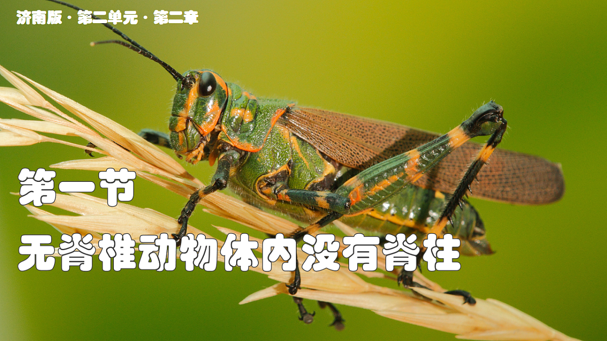 初中 生物 济南版（2024） 七年级上册2.2.1 无脊椎动物体内没有脊柱 课件第2页