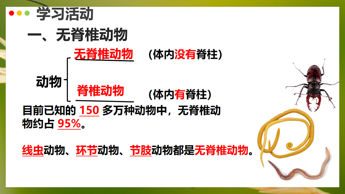 初中 生物 济南版（2024） 七年级上册2.2.1 无脊椎动物体内没有脊柱 课件第3页