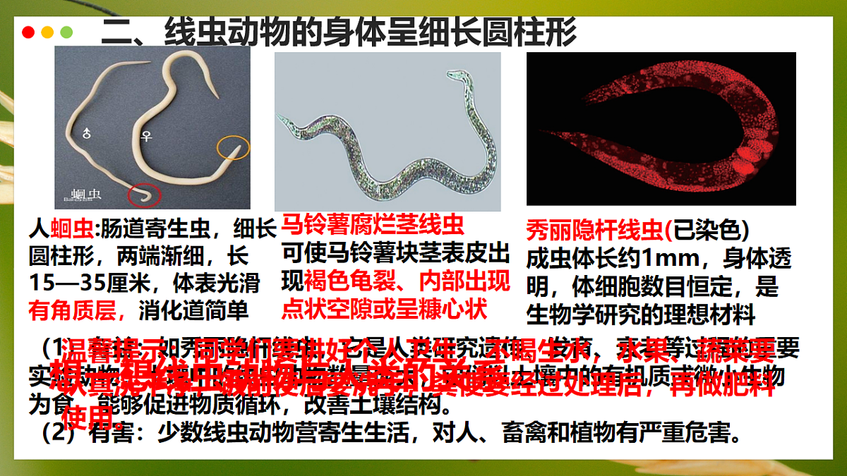 初中 生物 济南版（2024） 七年级上册2.2.1 无脊椎动物体内没有脊柱 课件第6页