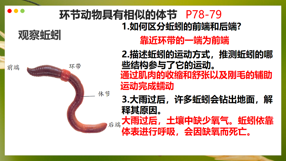 初中 生物 济南版（2024） 七年级上册2.2.1 无脊椎动物体内没有脊柱 课件第7页