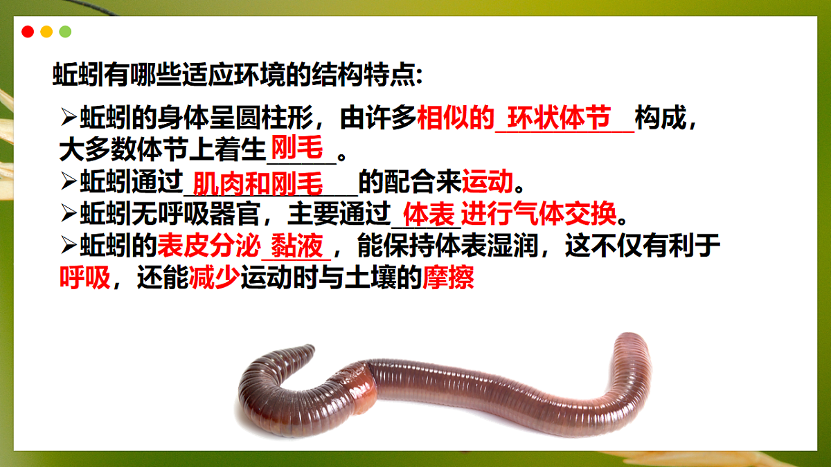 初中 生物 济南版（2024） 七年级上册2.2.1 无脊椎动物体内没有脊柱 课件第8页