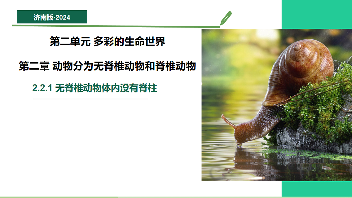 初中 生物 济南版（2024） 七年级上册2.2.1 无脊椎动物体内没有脊柱 课件第1页