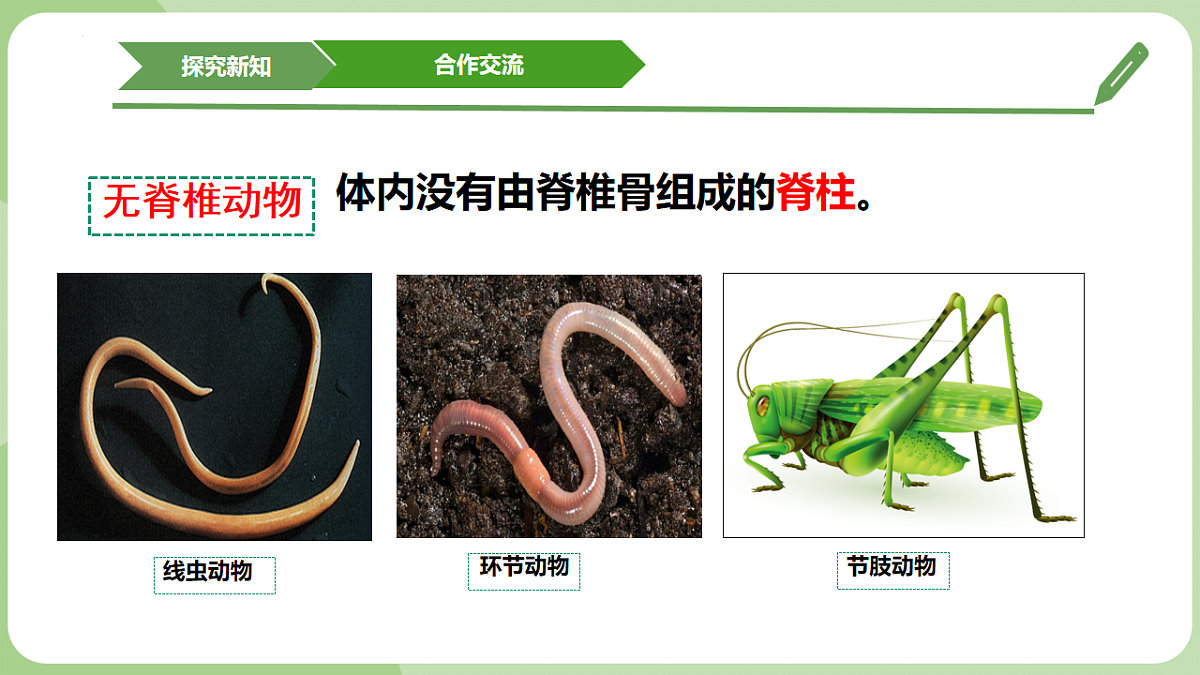 初中 生物 济南版（2024） 七年级上册2.2.1 无脊椎动物体内没有脊柱 课件第6页