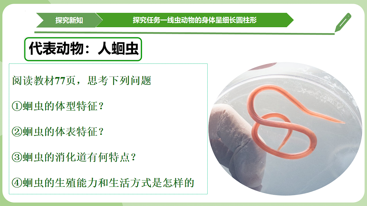 初中 生物 济南版（2024） 七年级上册2.2.1 无脊椎动物体内没有脊柱 课件第8页