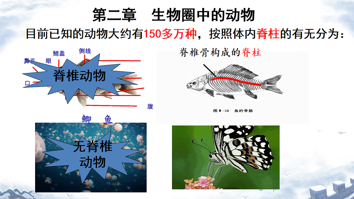 初中 生物 济南版（2024） 七年级上册2.2.1 无脊椎动物体内没有脊柱 课件第2页