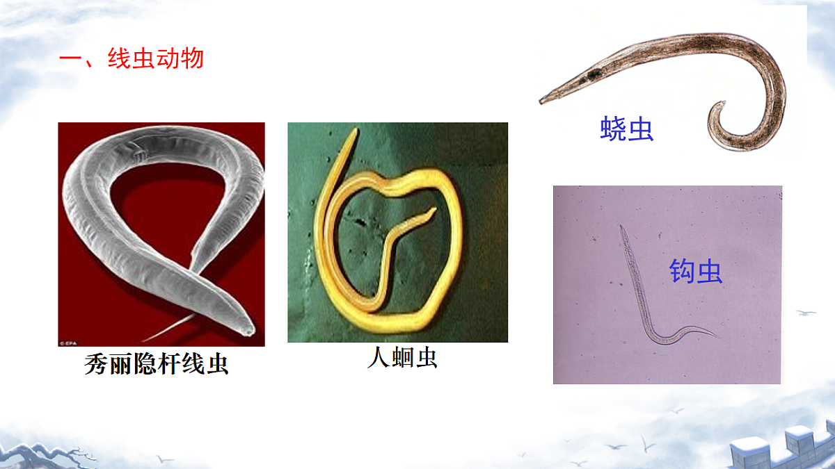 初中 生物 济南版（2024） 七年级上册2.2.1 无脊椎动物体内没有脊柱 课件第5页