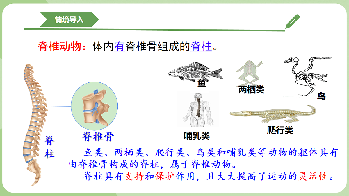 初中 生物 济南版（2024） 七年级上册2.2.2 脊椎动物身体背部有脊柱 课件第4页