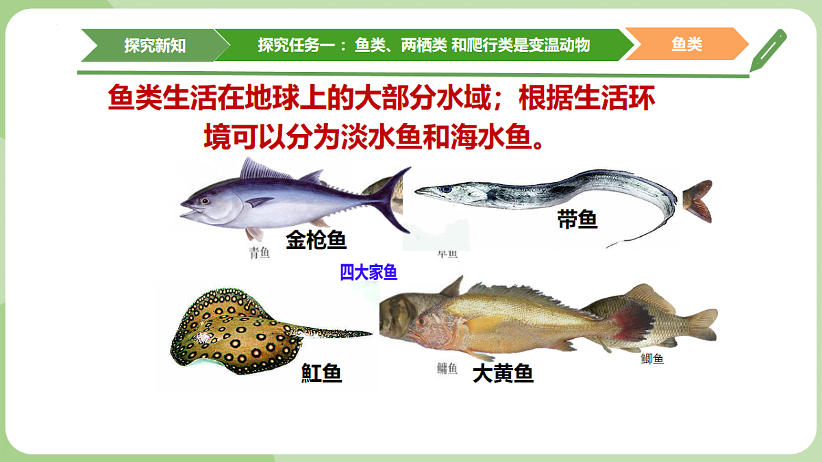 初中 生物 济南版（2024） 七年级上册2.2.2 脊椎动物身体背部有脊柱 课件第5页