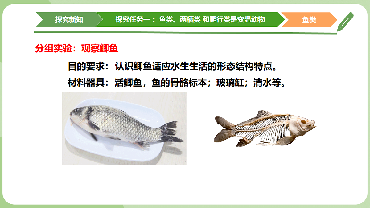 初中 生物 济南版（2024） 七年级上册2.2.2 脊椎动物身体背部有脊柱 课件第6页