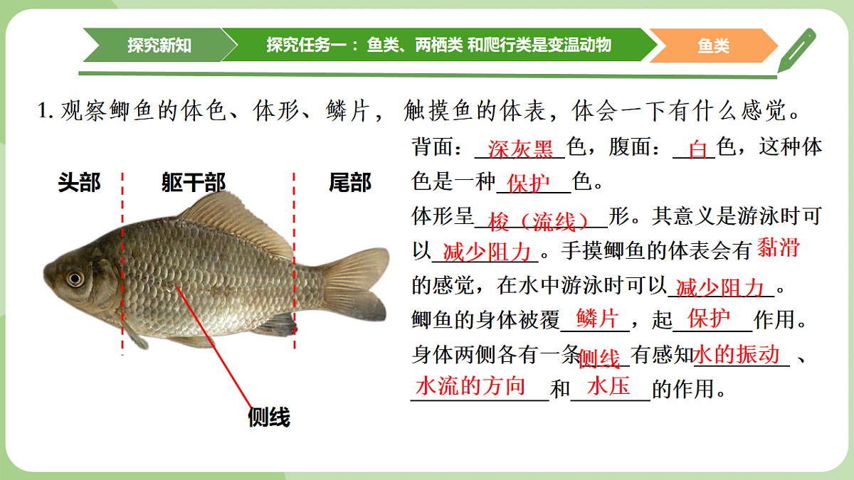 初中 生物 济南版（2024） 七年级上册2.2.2 脊椎动物身体背部有脊柱 课件第7页