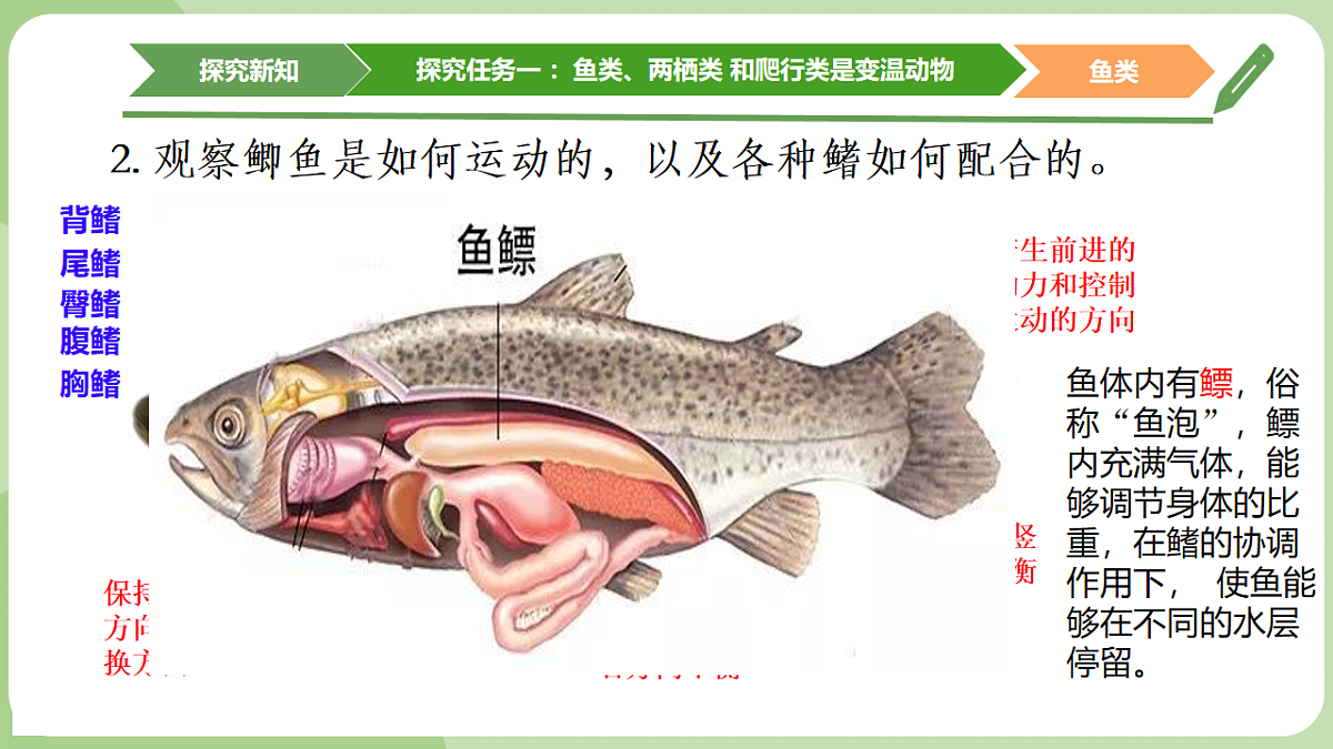 初中 生物 济南版（2024） 七年级上册2.2.2 脊椎动物身体背部有脊柱 课件第8页