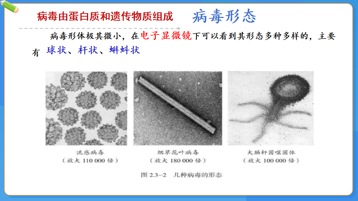 初中 生物 济南版（2024） 七年级上册2.3.1 病毒是没有细胞结构的生物 课件第2页