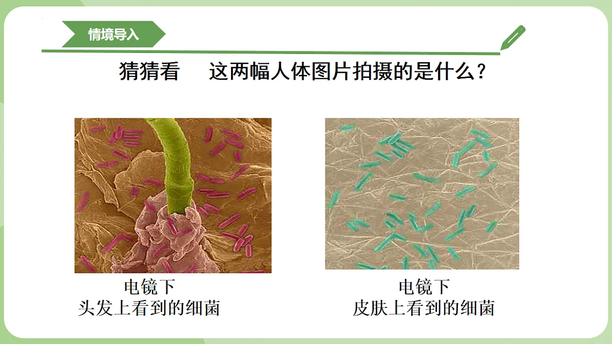 初中 生物 济南版（2024） 七年级上册2.3.2 细菌是原核生物 课件第5页