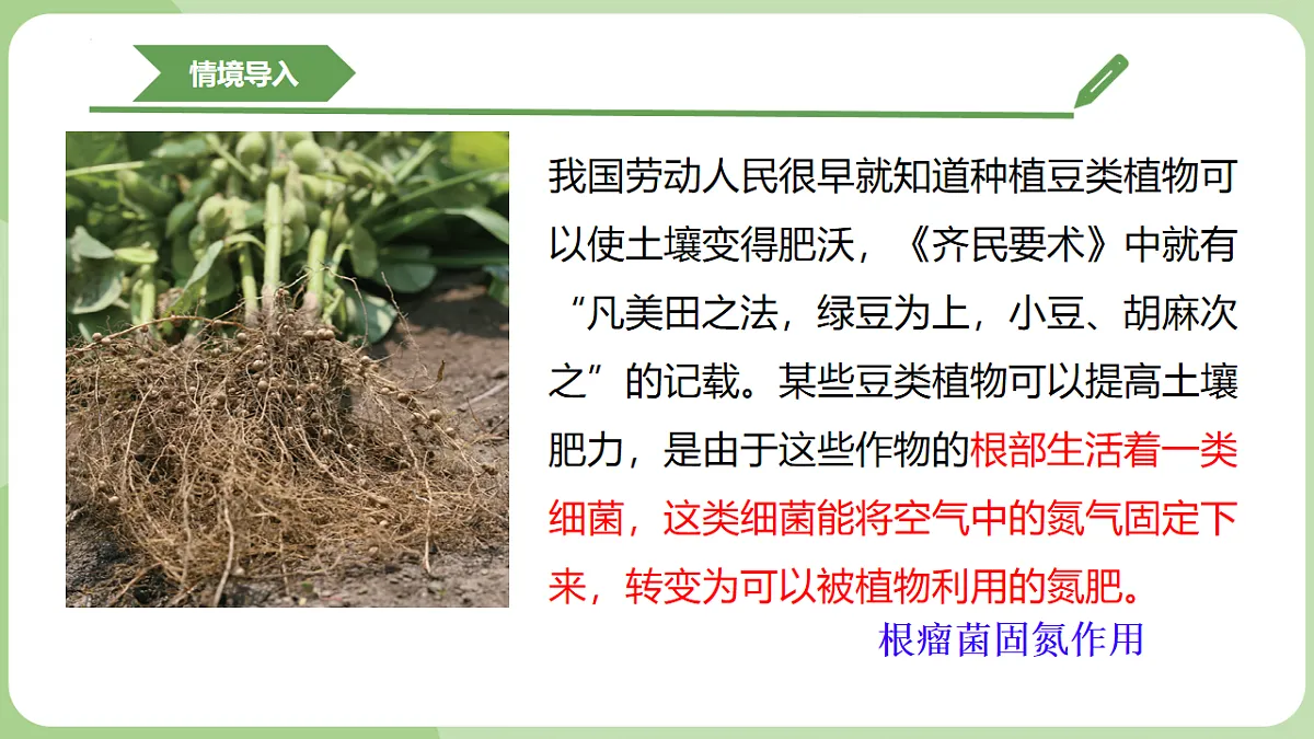 初中 生物 济南版（2024） 七年级上册2.3.2 细菌是原核生物 课件第6页