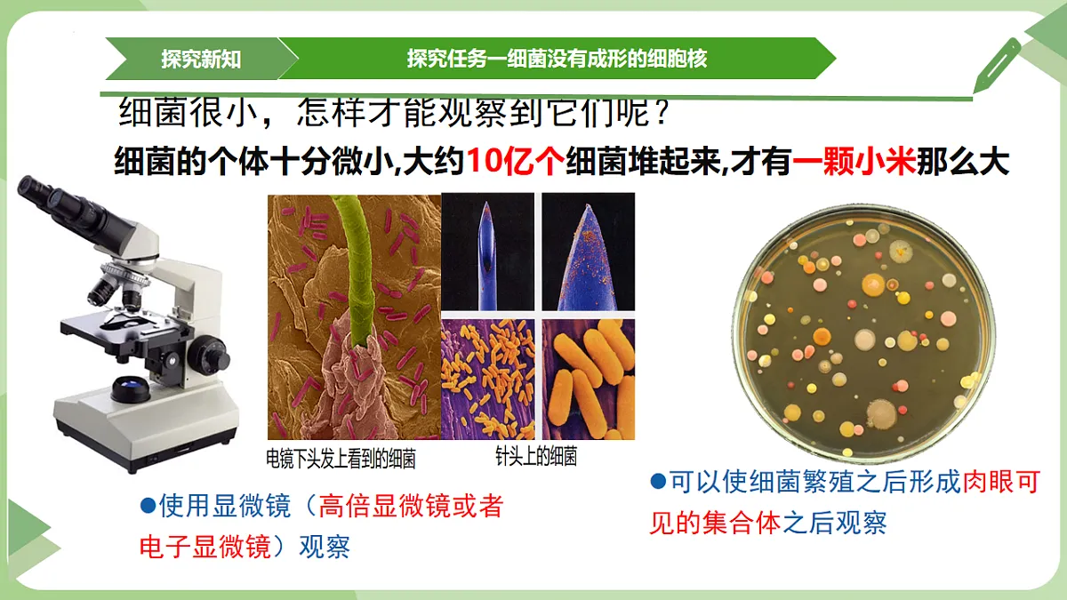 初中 生物 济南版（2024） 七年级上册2.3.2 细菌是原核生物 课件第8页