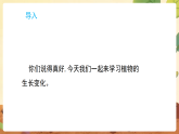 冀人版（2024）科学三年级下册 2.4 植物的生长变化 （课件）