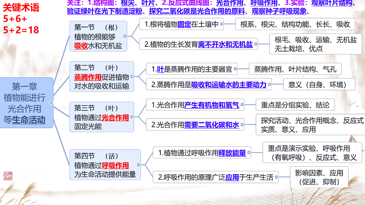 济南版（2024）七下生物期末复习专题一 植物能进行光合作用等生命活动 课件第3页