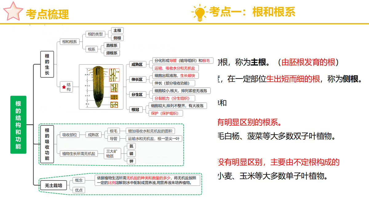 济南版（2024）七下生物期末复习专题一 植物能进行光合作用等生命活动 课件第4页