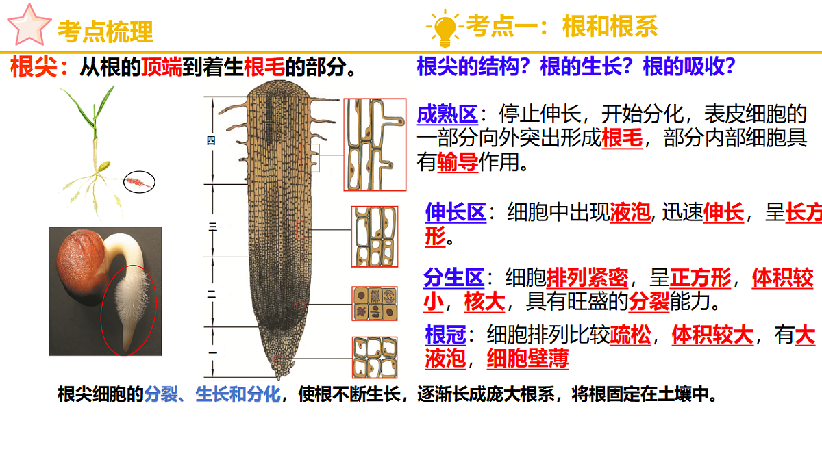 济南版（2024）七下生物期末复习专题一 植物能进行光合作用等生命活动 课件第5页