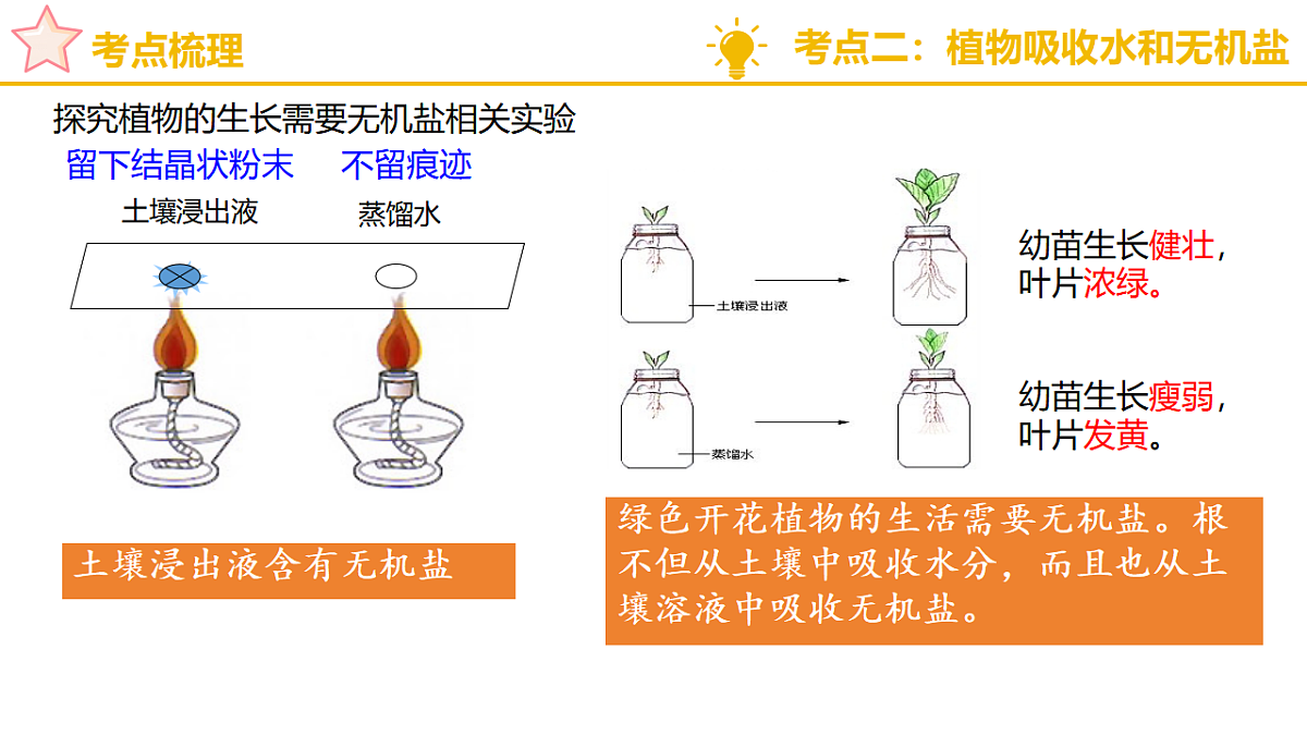 济南版（2024）七下生物期末复习专题一 植物能进行光合作用等生命活动 课件第6页