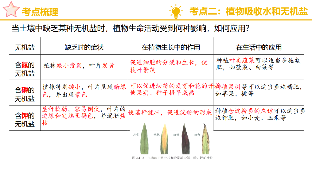 济南版（2024）七下生物期末复习专题一 植物能进行光合作用等生命活动 课件第7页