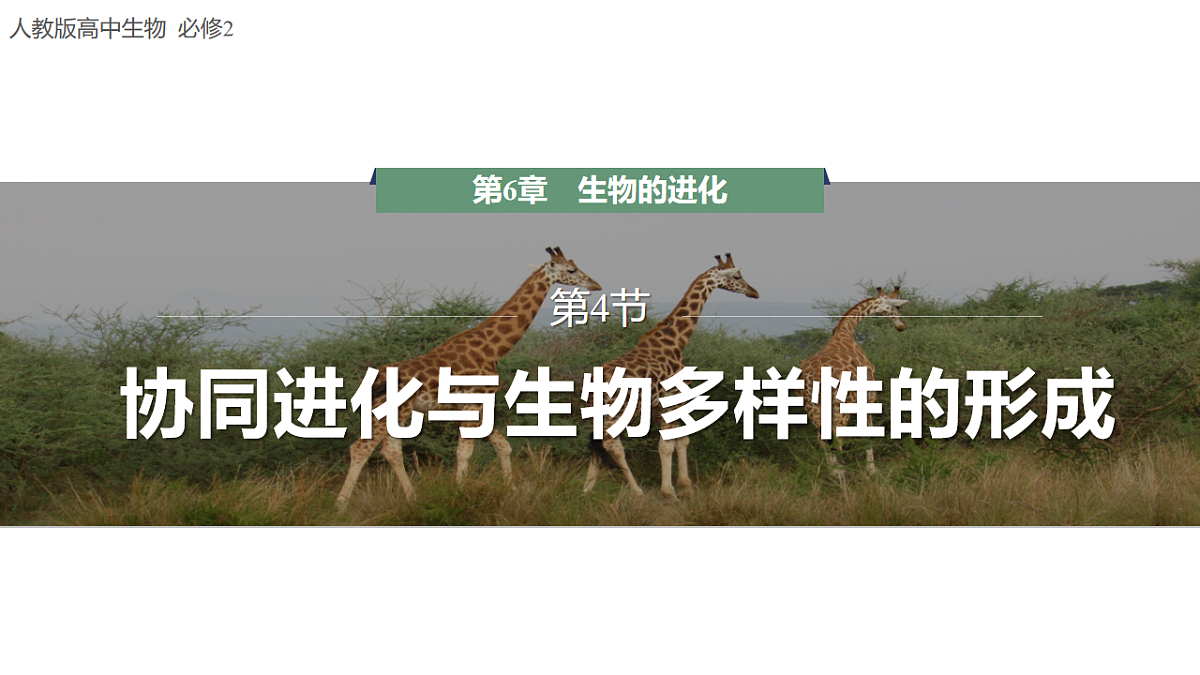 【同步授课课件】人教版高中生物必修二 遗传与进化第六章 6.4 协同进化与生物多样性的形成第1页