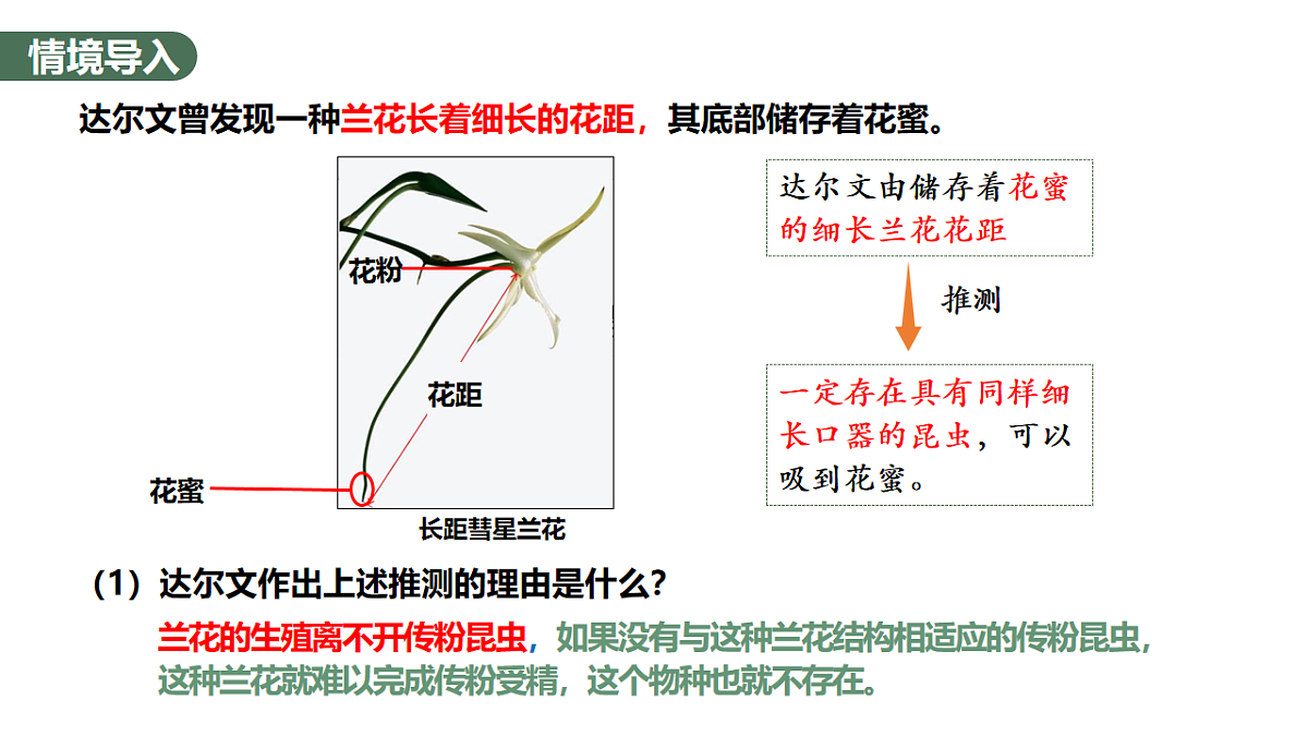 【同步授课课件】人教版高中生物必修二 遗传与进化第六章 6.4 协同进化与生物多样性的形成第4页