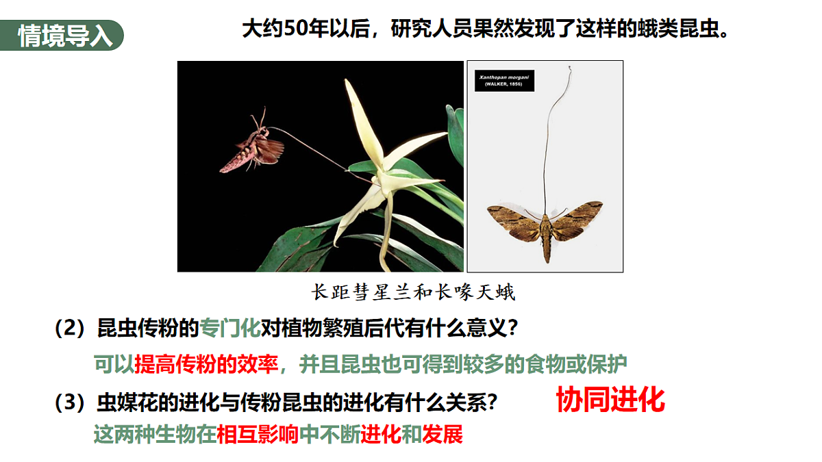 【同步授课课件】人教版高中生物必修二 遗传与进化第六章 6.4 协同进化与生物多样性的形成第5页