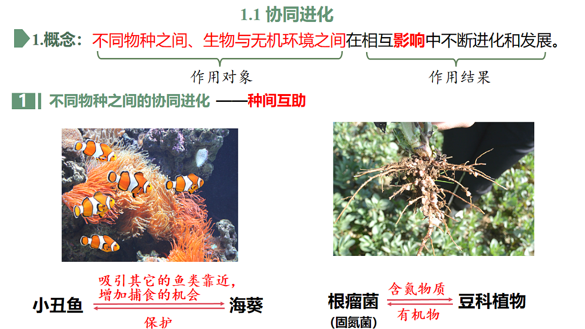 【同步授课课件】人教版高中生物必修二 遗传与进化第六章 6.4 协同进化与生物多样性的形成第7页