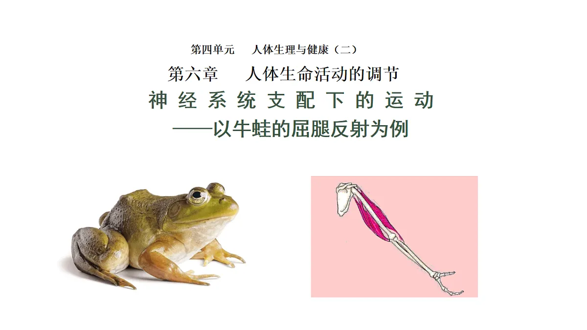 初中 生物 人教版（2024） 八年级上册4.6.3 神经系统支配下的运动 课件第1页