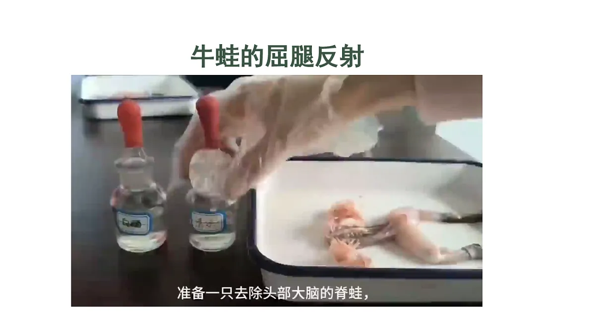 初中 生物 人教版（2024） 八年级上册4.6.3 神经系统支配下的运动 课件第2页