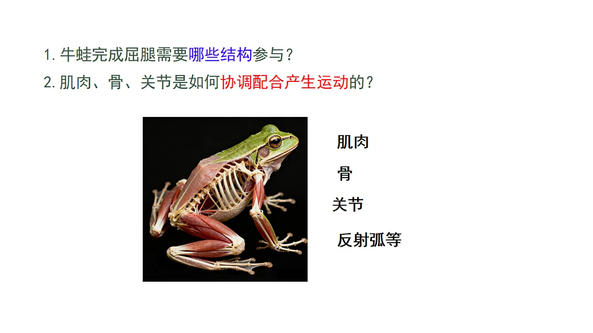 初中 生物 人教版（2024） 八年级上册4.6.3 神经系统支配下的运动 课件第3页