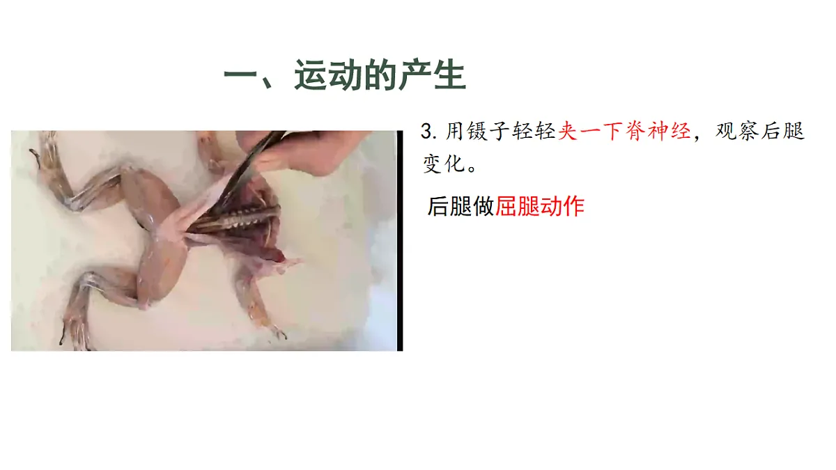 初中 生物 人教版（2024） 八年级上册4.6.3 神经系统支配下的运动 课件第7页