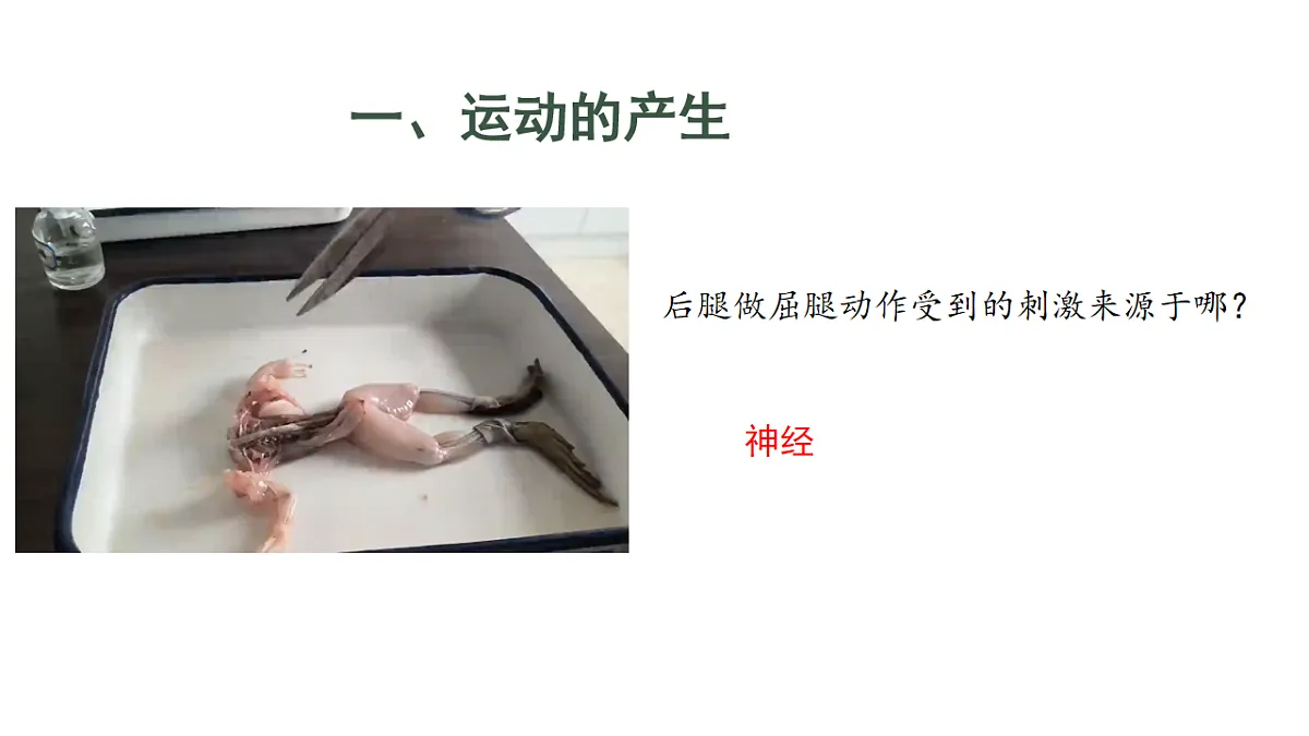 初中 生物 人教版（2024） 八年级上册4.6.3 神经系统支配下的运动 课件第8页