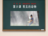 2.6 常见的动物 课件 2025-2026学年科学一年级下册粤教粤科版