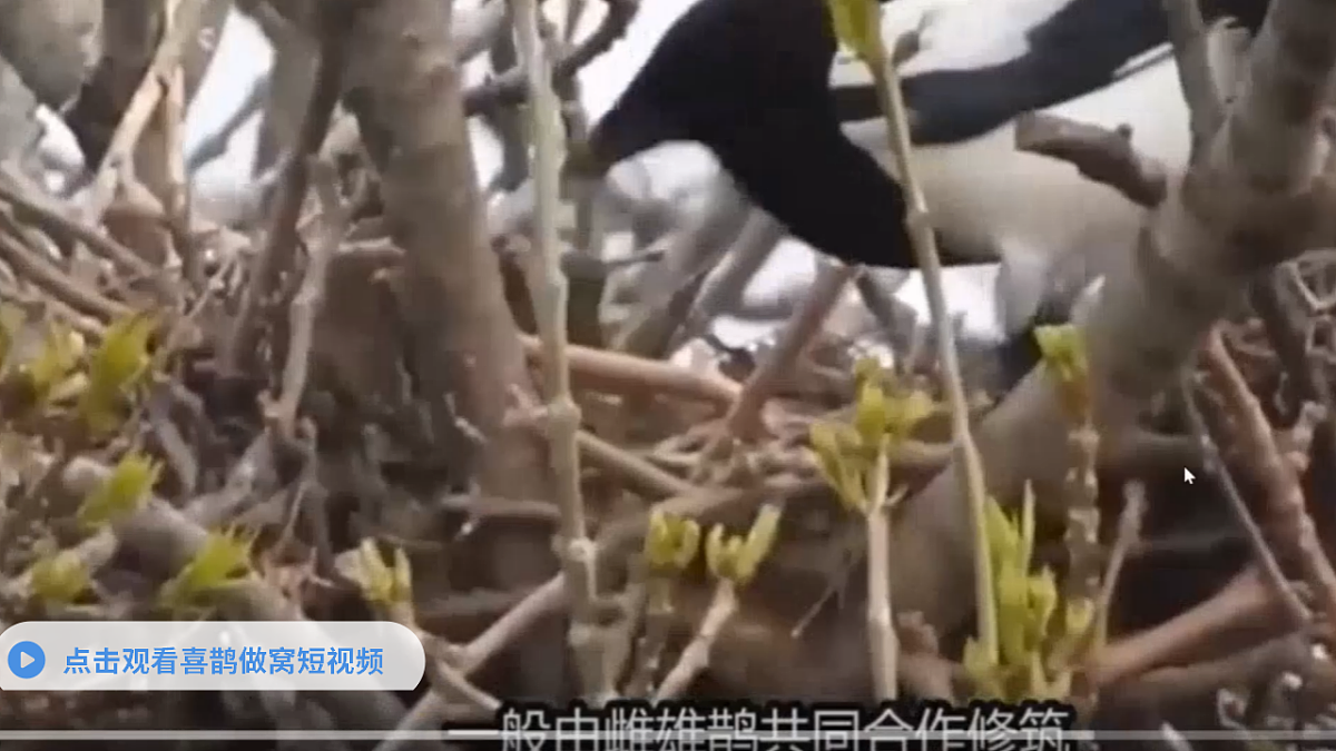 枫树上的喜鹊（第1课时）第4页