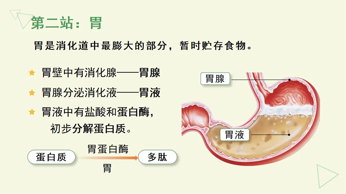 17877091第2页
