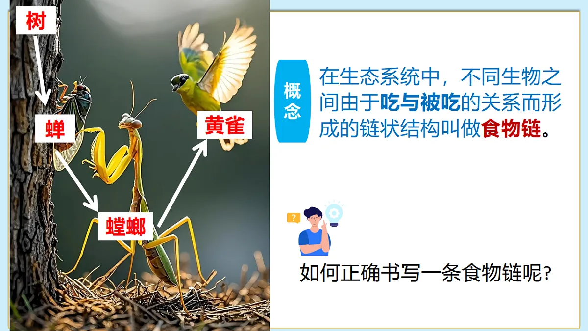 八下（北师大版2024）20.3生态系统的结构和功能 课件第6页