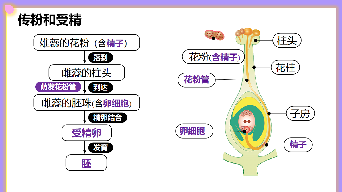 八下生物（人教版2024）6.1.2.1《植物的有性生殖》PPT第8页